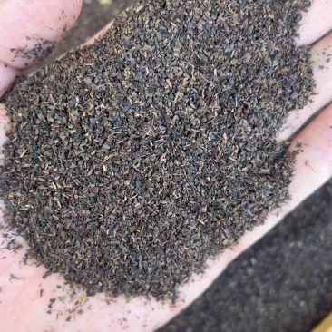 红茶沫子