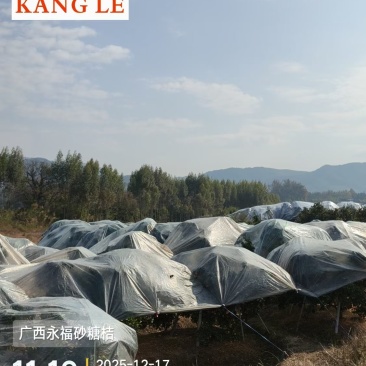 广西老砂糖橘鲜果次果花果市场果洗果➕打蜡