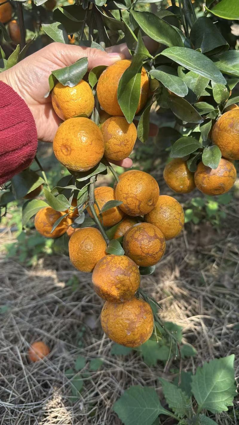 广西老砂糖橘鲜果次果花果市场果洗果➕打蜡