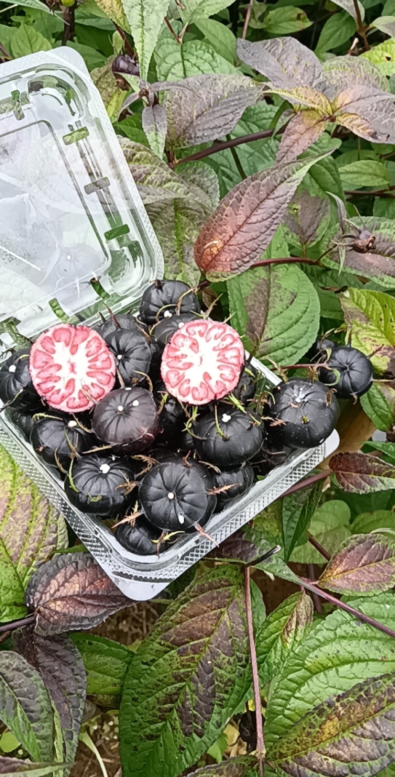 云南正宗新鲜红果参