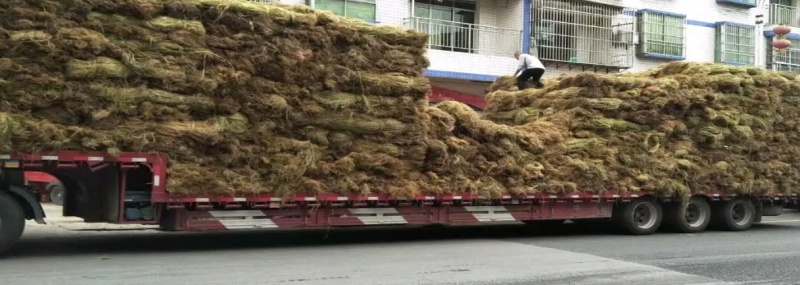 重庆苎麻