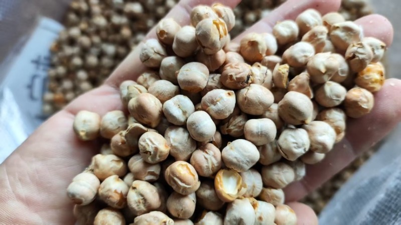 生鹰嘴豆熟鹰嘴豆土耳其鹰嘴豆各种规格