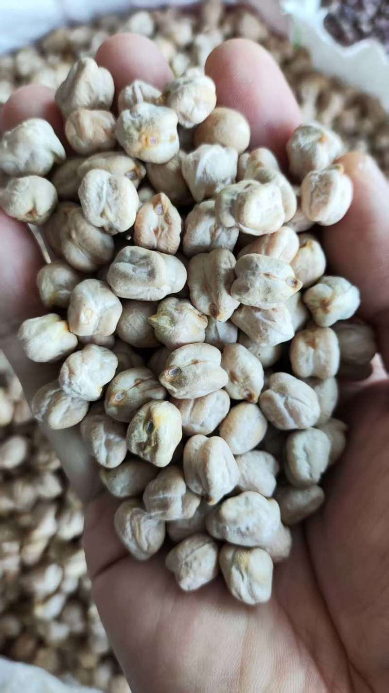 生鹰嘴豆熟鹰嘴豆土耳其鹰嘴豆各种规格
