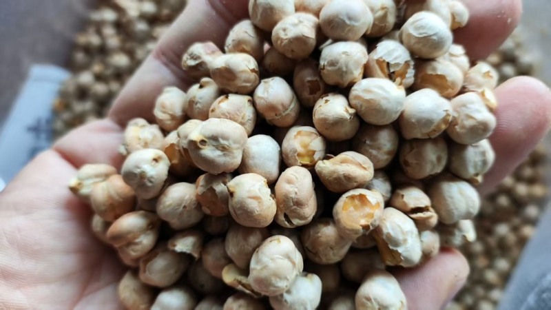 生鹰嘴豆熟鹰嘴豆土耳其鹰嘴豆各种规格