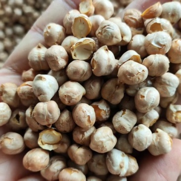 生鹰嘴豆熟鹰嘴豆土耳其鹰嘴豆各种规格