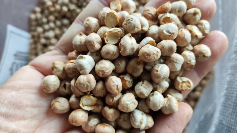 生鹰嘴豆熟鹰嘴豆土耳其鹰嘴豆各种规格