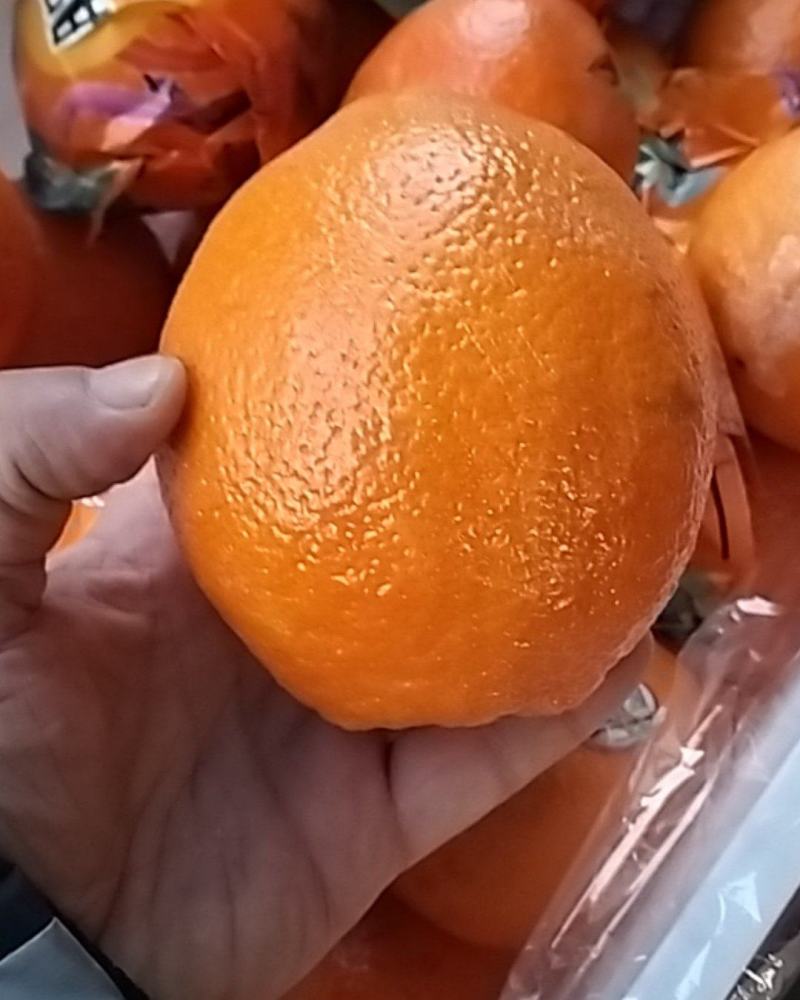 宜良脐橙