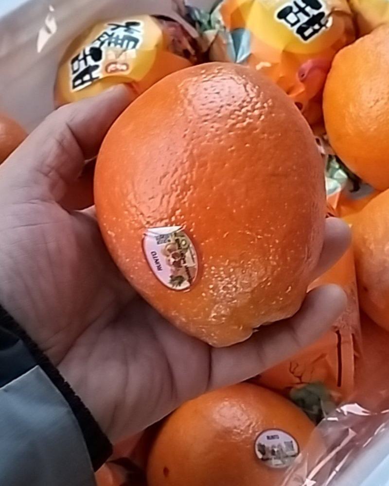 宜良脐橙