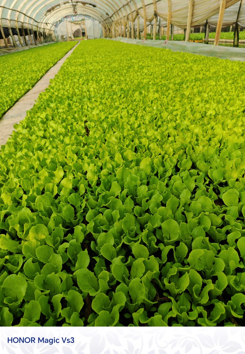 油麦菜苗，