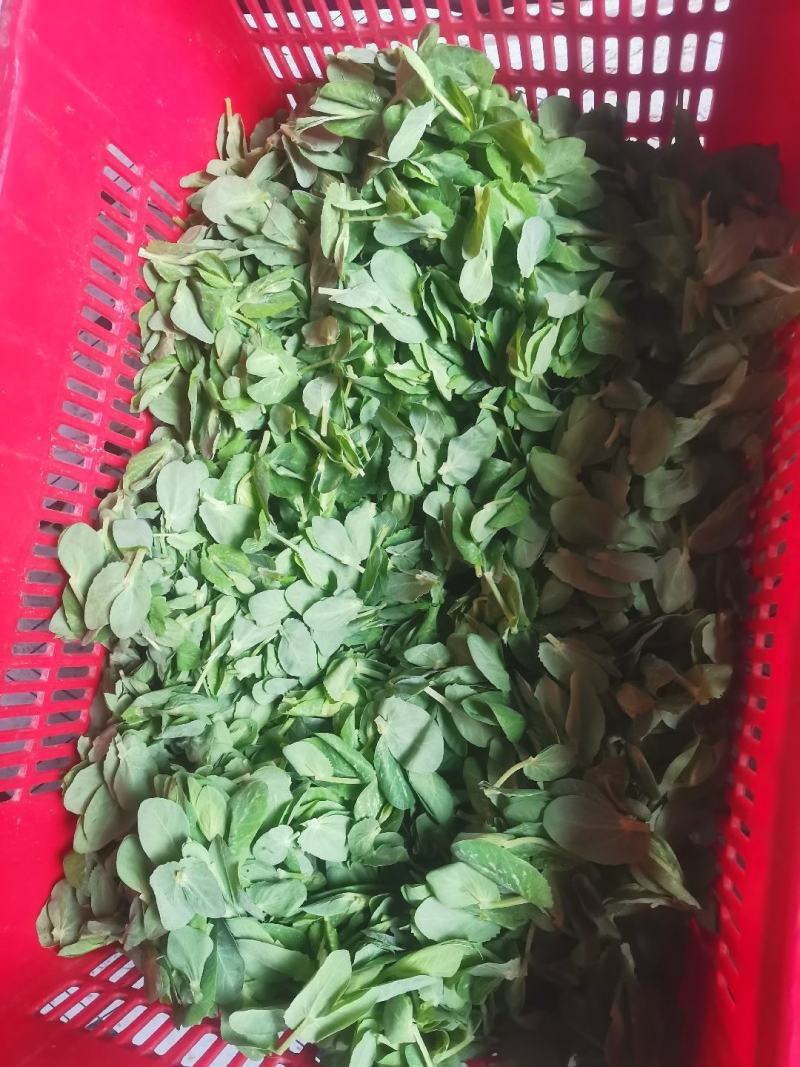 贵州望谟豌豆尖，豌豆苗