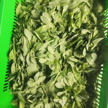 贵州望谟豌豆尖，豌豆苗