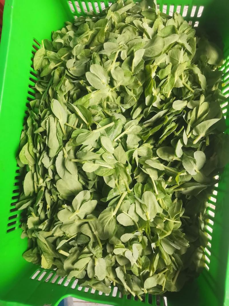 贵州望谟豌豆尖，豌豆苗