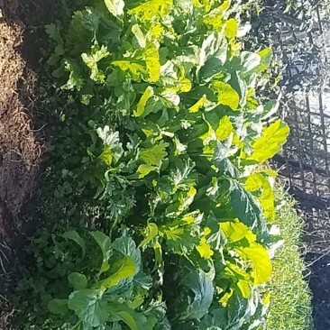 大青菜小青菜