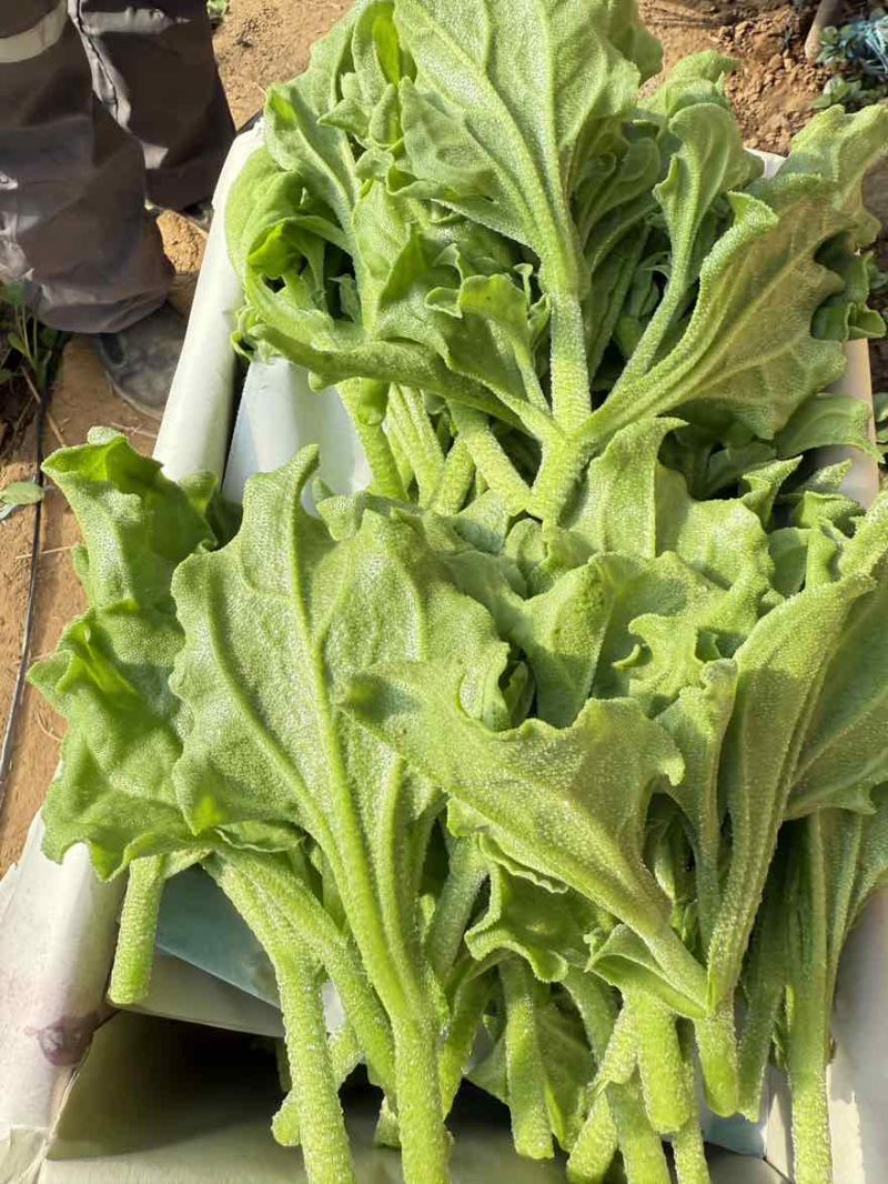 精品冰草大量上市，保质保量