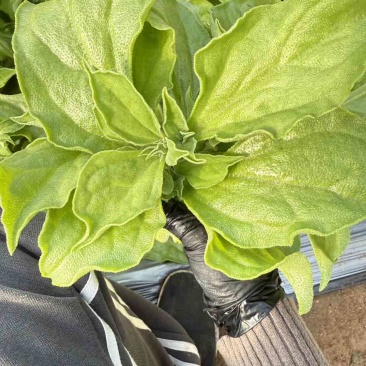 精品冰草大量上市，保质保量
