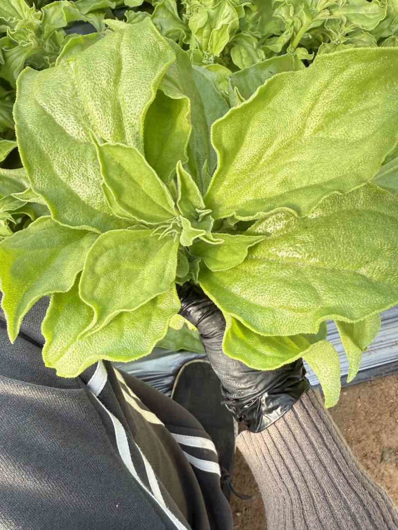 精品冰草大量上市，保质保量
