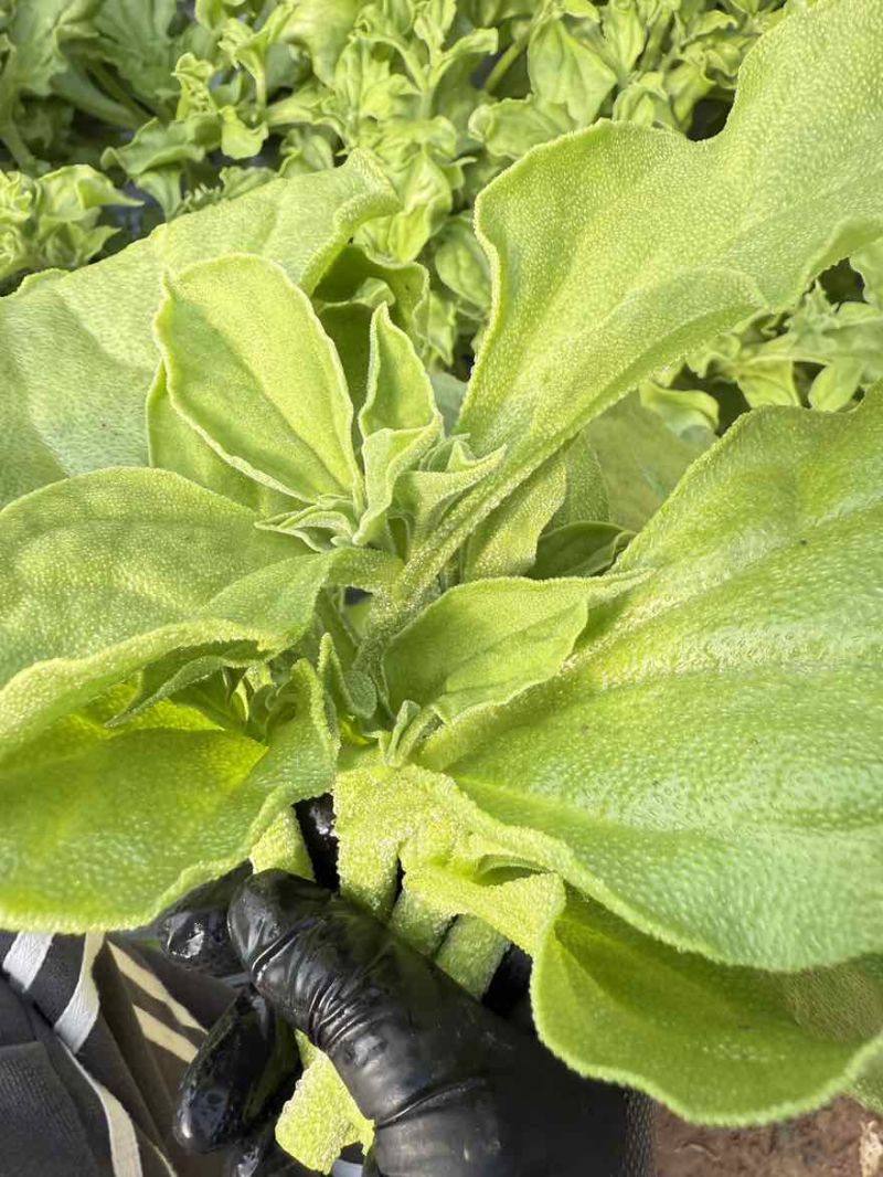 精品冰草大量上市，保质保量