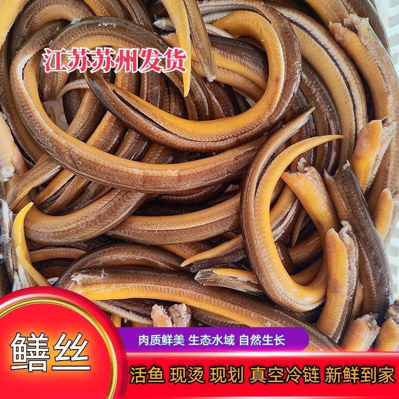 响油鳝丝鲜活宰