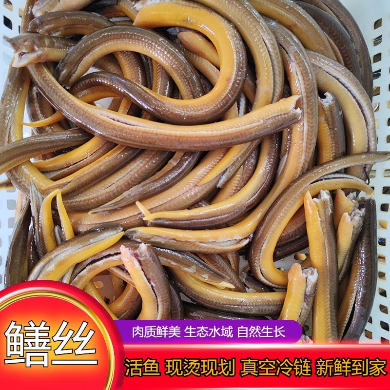 响油鳝丝鲜活宰