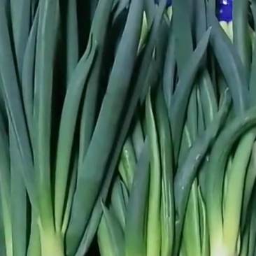 发芽葱
