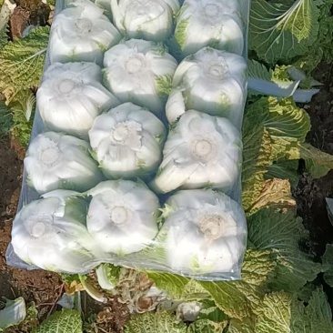 精品货源欢迎下单