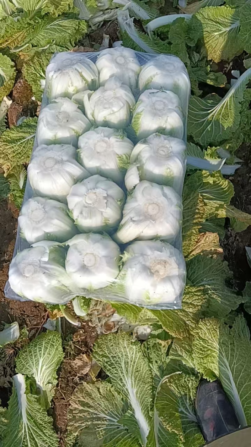 精品货源欢迎下单