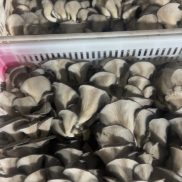 qinghua