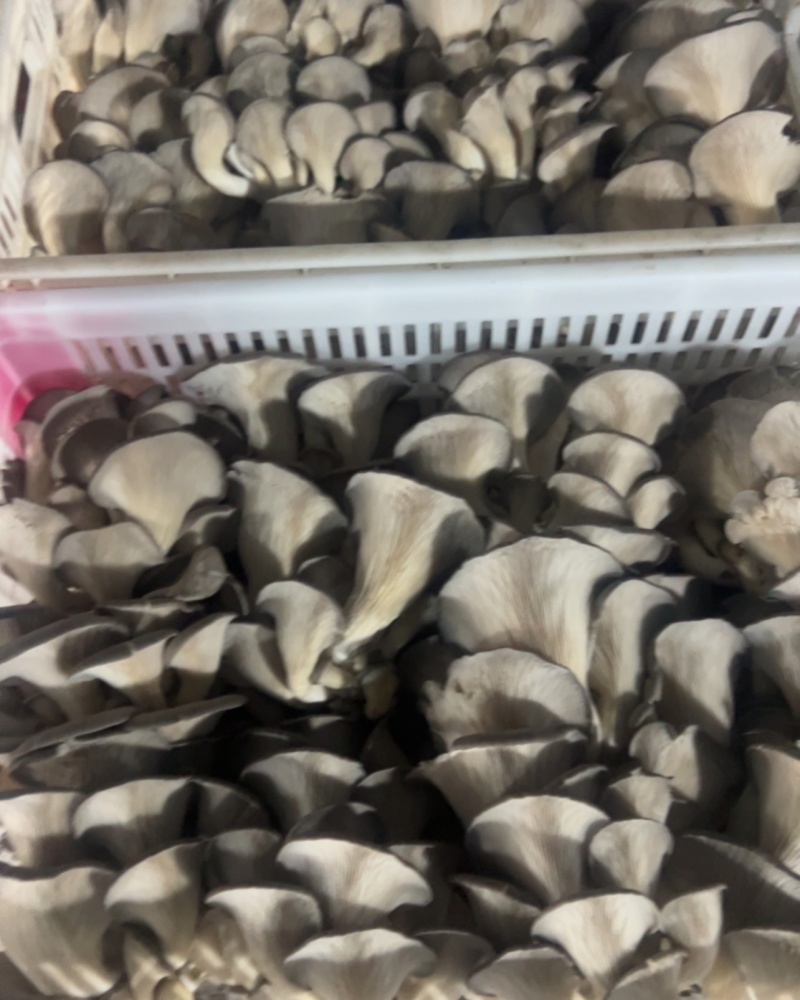 qinghua