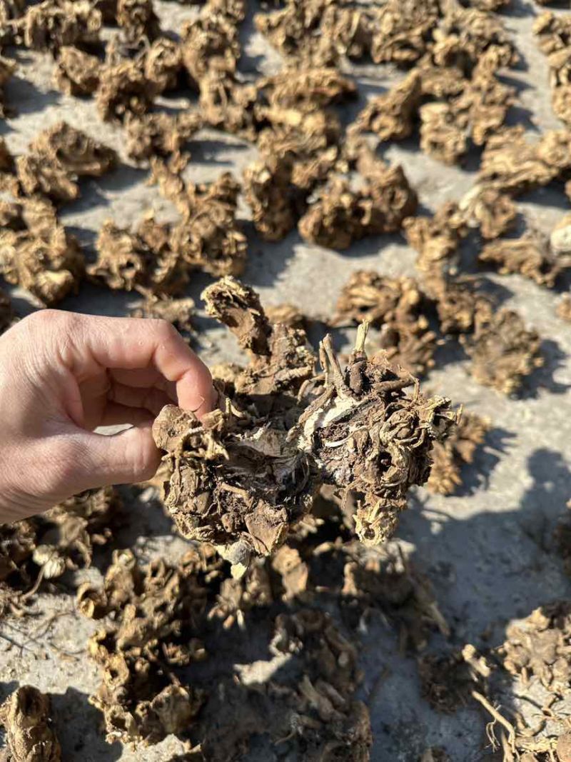 白升麻，野生货，晒干干货，需要的可以联系