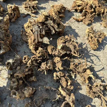 白升麻，野生货，晒干干货，需要的可以联系