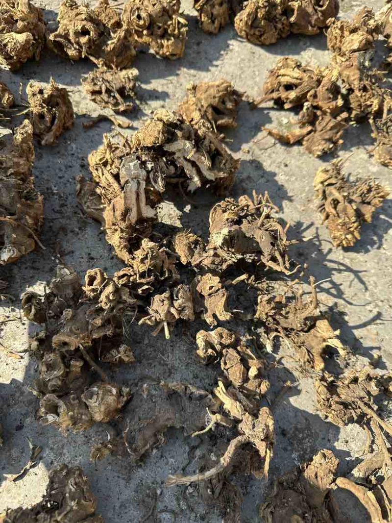 白升麻，野生货，晒干干货，需要的可以联系