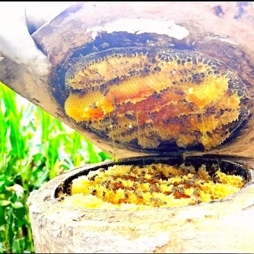 重庆土蜂蜜