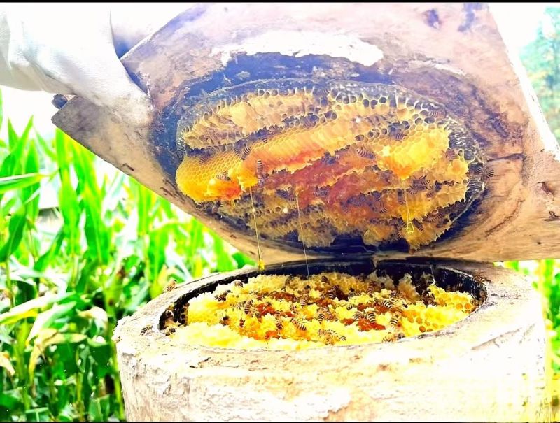 重庆土蜂蜜