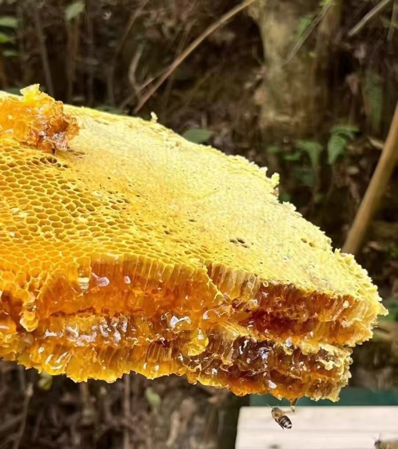 重庆土蜂蜜