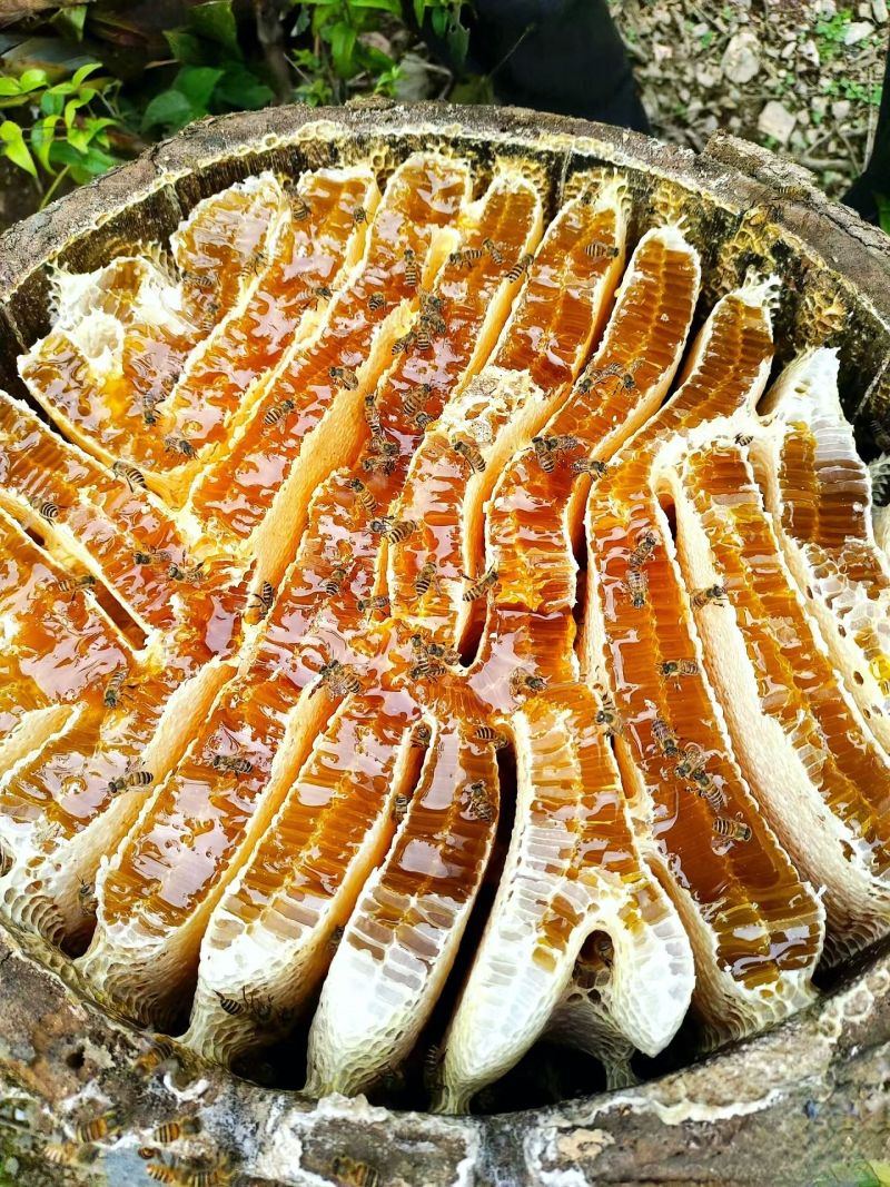重庆土蜂蜜