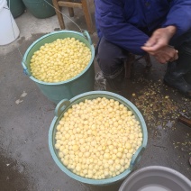 全国最小土豆品种——自家种植，温岭坞根产地直发