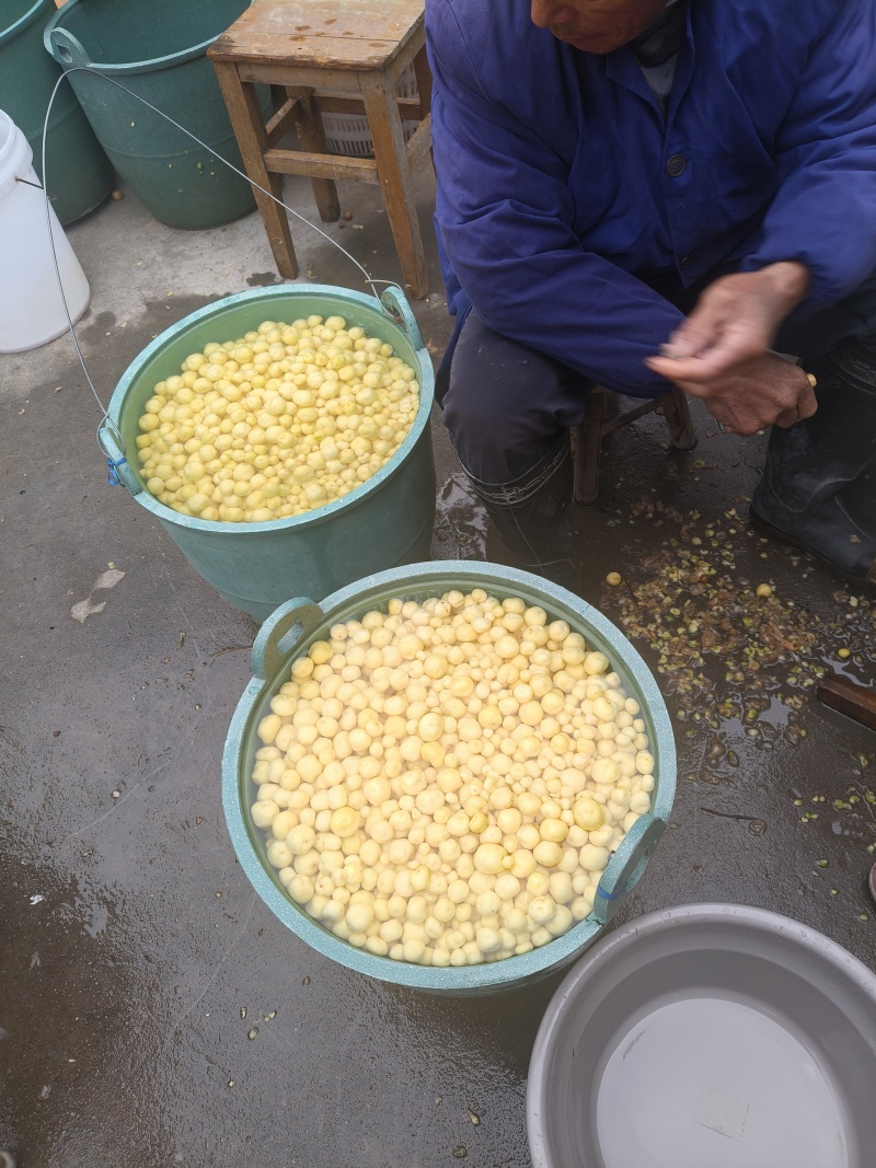 全国最小土豆品种——自家种植，温岭坞根产地直发