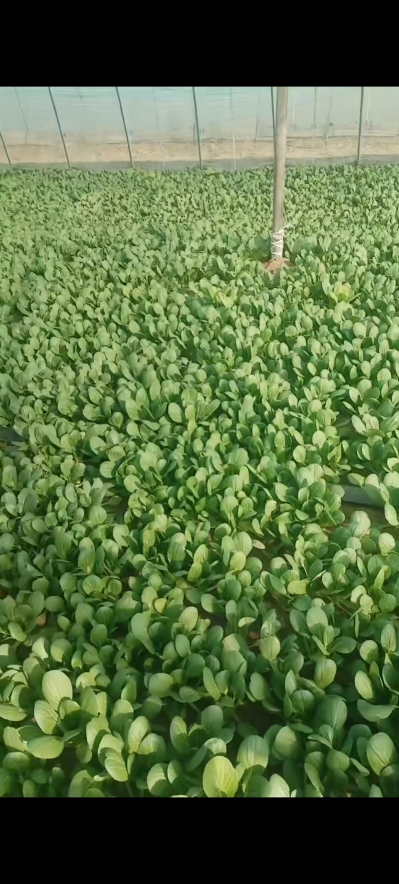 小青菜