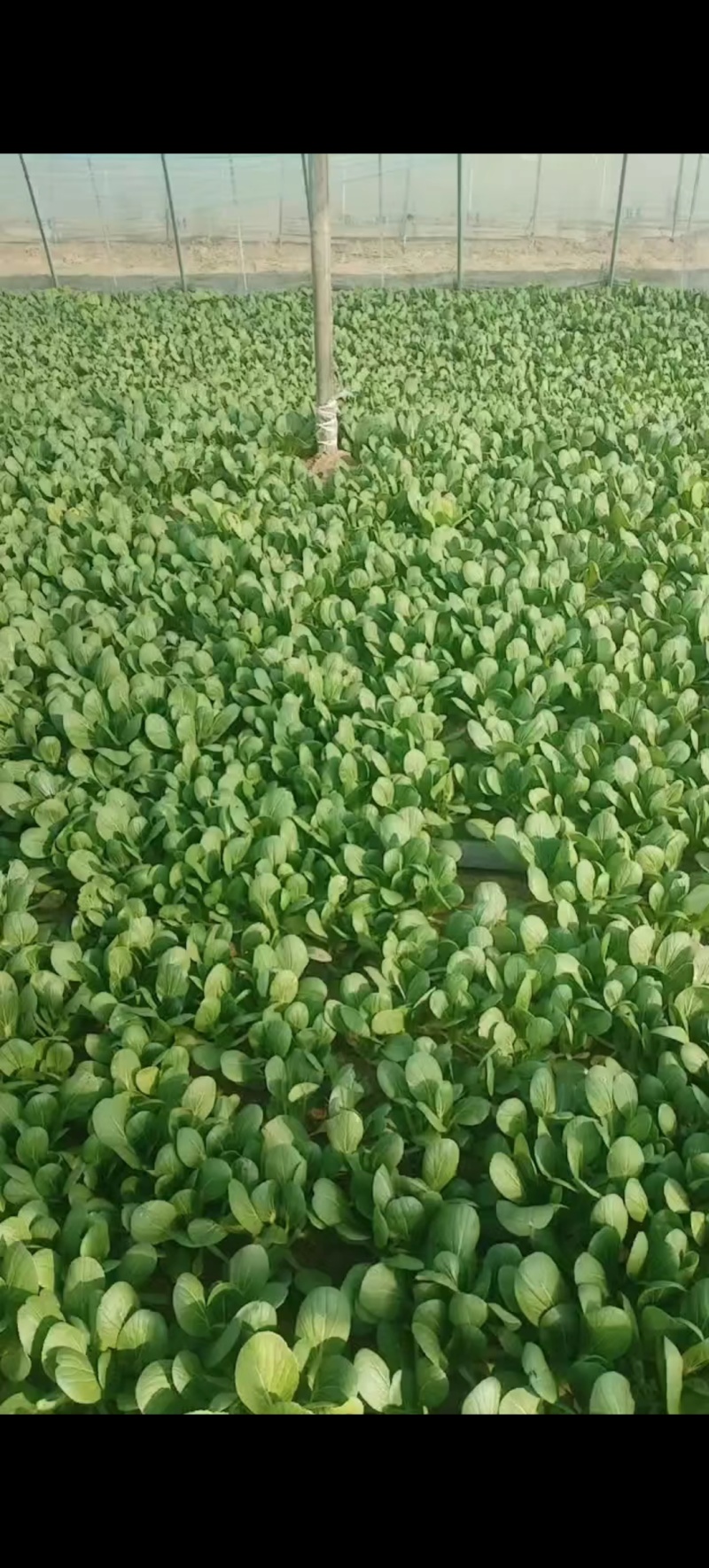 小青菜