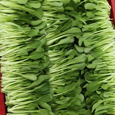 鸡毛菜