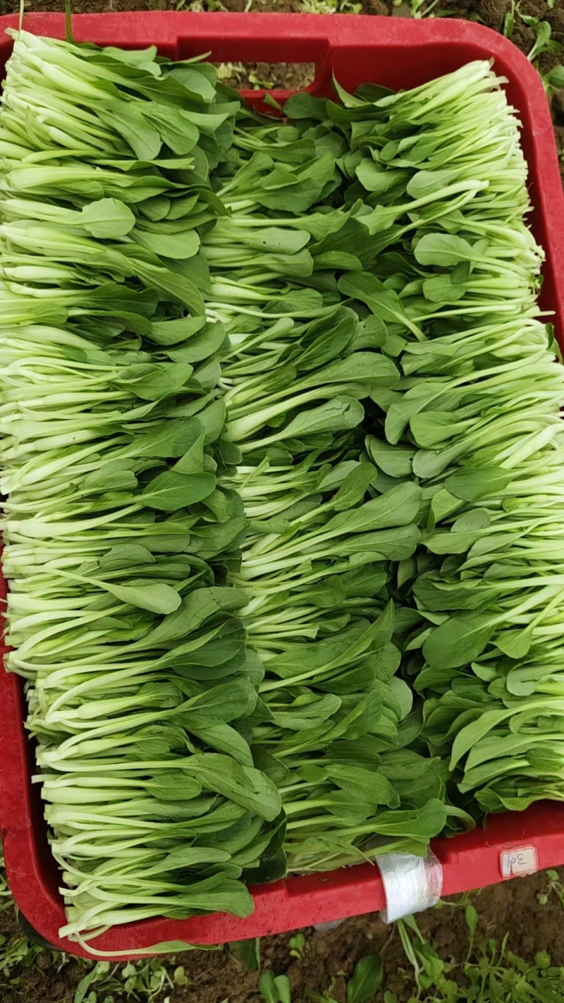鸡毛菜