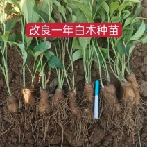 诚信经营！白术优质种苗需要联系