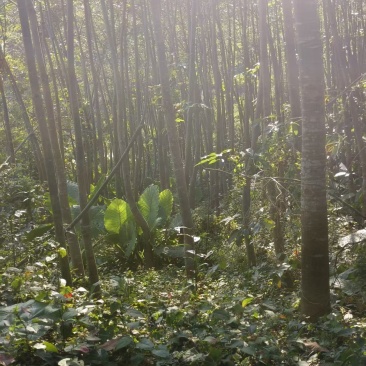 发财树