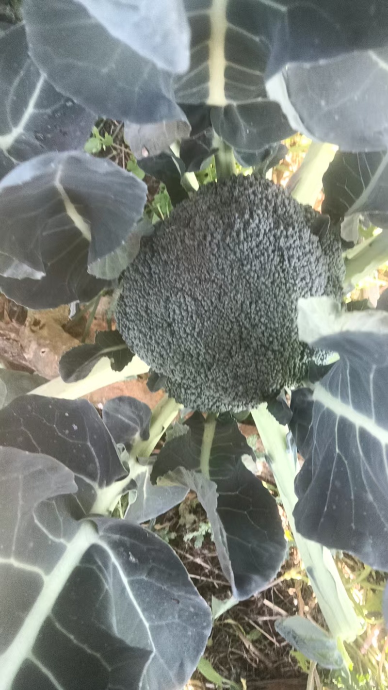 西兰花