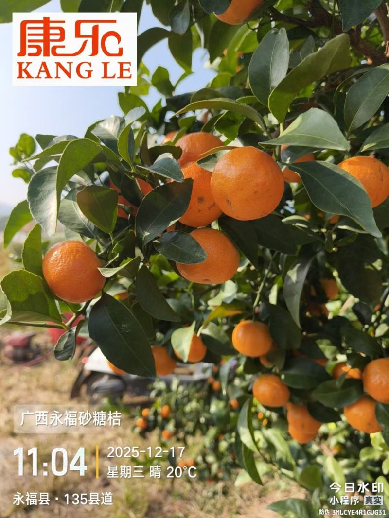 广西老砂糖橘中果中小果花果次果
