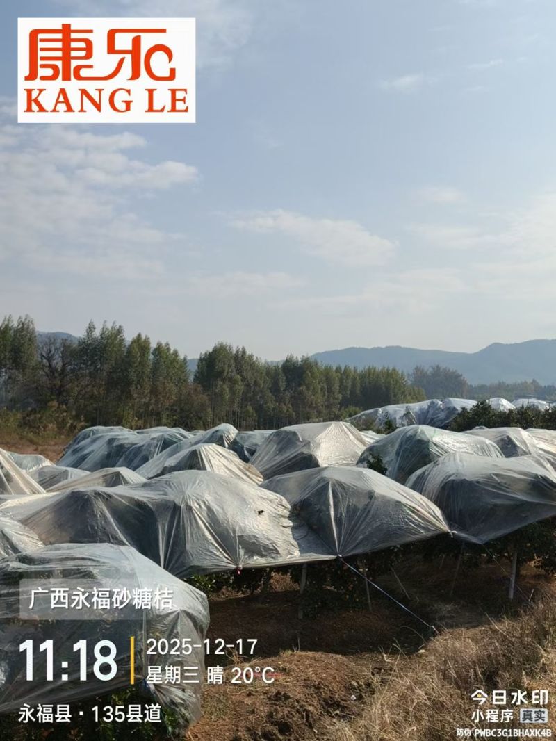 广西老砂糖橘中果中小果花果次果