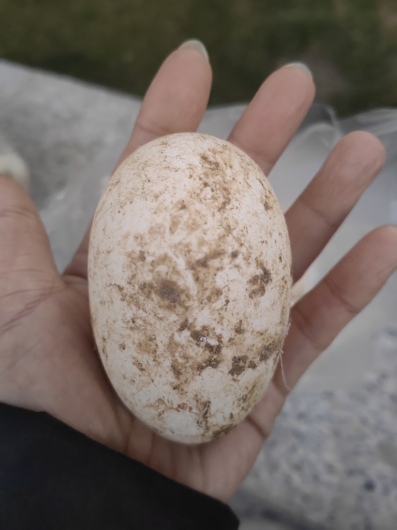 纯喂粮食散养鹅蛋