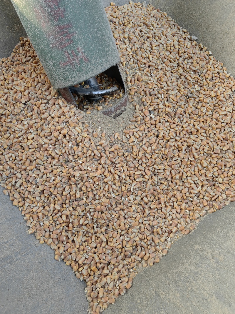 纯喂粮食散养鹅蛋