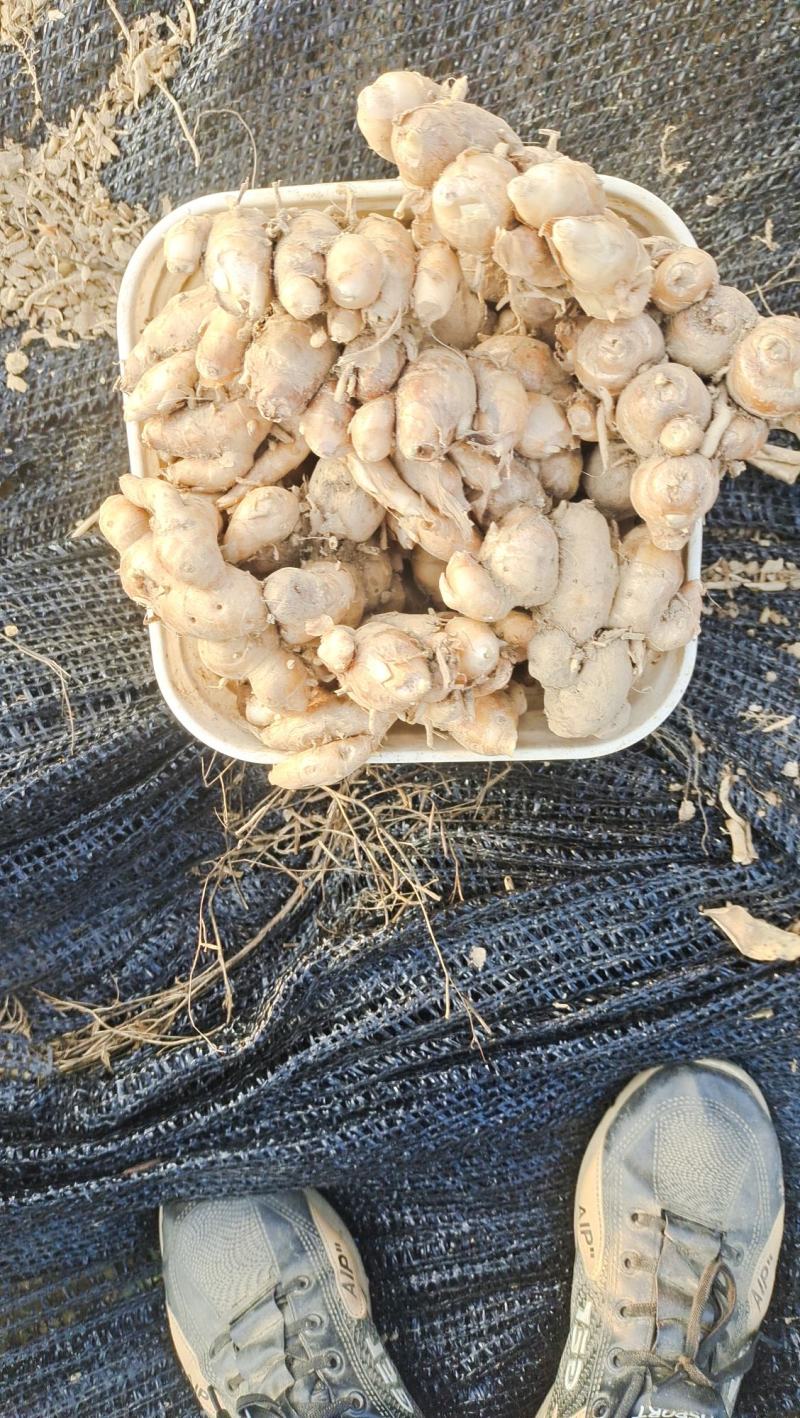 沙姜