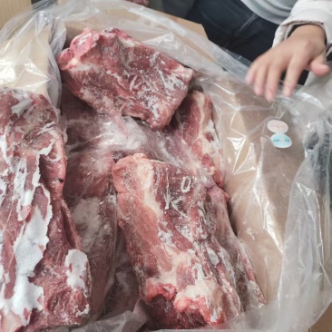母猪胫骨